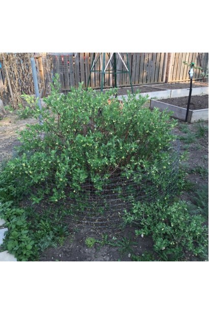 Вигляд куща жимолості Indigo Gem у ландшафтному дизайні